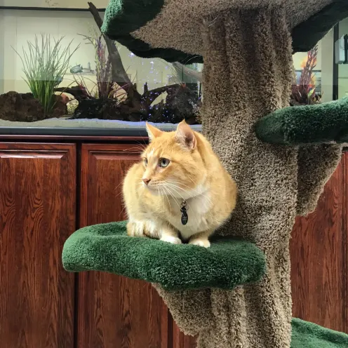 Cat in a carpet tower that looks like a tree